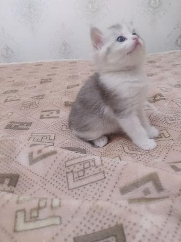 котенок сфинкса: Очаровательный котёнок шотландский скотиш страйт,небесно‑голубыми — 4