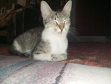 кошки котята: Котята от домашней кошки - Помёт из трёх котят: тигровый табби — 8