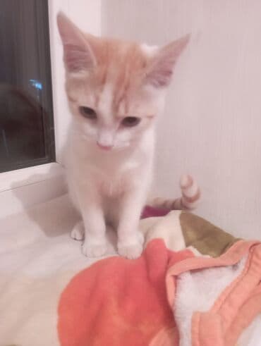в добрые руки собаку: Котёнок рыже-белого окраса с выразительными глазами и крупными ушками — 1
