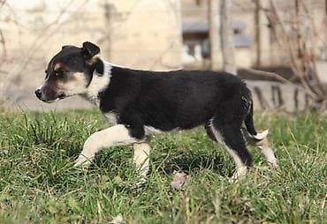 Продажа собак: Собака даром: Дворняжка, 4 месяца, Самец — 5