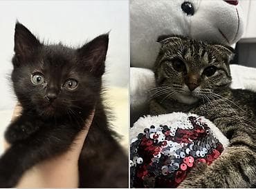 сибирская кошка черно белая: Кошка даром: Скотиш Страйт (Шотландская прямоухая), 1 месяц, Девочка, Приучена к лотку — 4