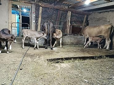 мышык фото: Сатам | Уй (ургаачы), Бука (эркек), Кунаажын | Алатоолук, Симментал | Сүт алуу үчүн — 9