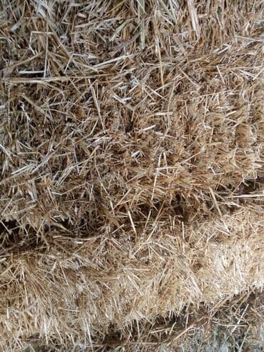 цена пшеницы в бишкеке 2022: Продаю пшеничную солому цена 130 сом за тюк,в наличии имеется 1000 — 3