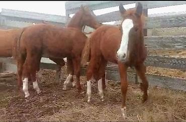 Продаю | Жеребенок | Дончак | Для разведения | Племенные at lalafo.kg Продаю | Жеребенок | Дончак | Для разведения | Племенные