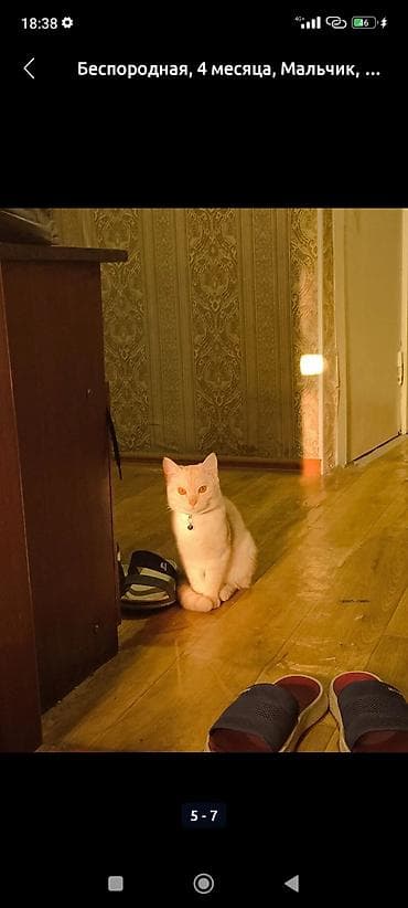 кдц корм: 4 месяца, Мальчик, Приучена к лотку — 1