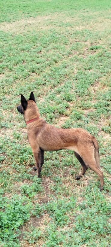 цена собаки: Щенки бельгийской овчарки продаю по 10.000 прошу ровно месяц сегодня — 6