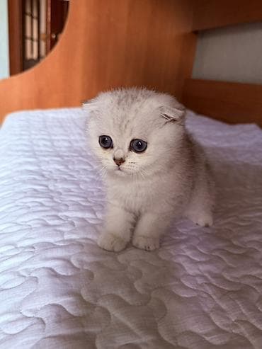 Чистокровные шотландские вислоухие котята 🐾(Scottish Fold) at lalafo.kg Чистокровные шотландские вислоухие котята 🐾(Scottish Fold)