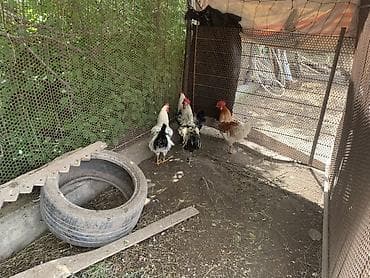 золотая шиншила кошка: Продаю | Куры | Домашняя | Для разведения — 3