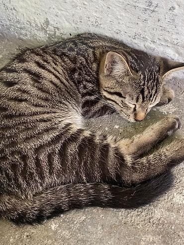 рыжие котята бесплатно: Котята — домашние любимцы Описание: - Окрас: рыжие тигровые (пара — 2