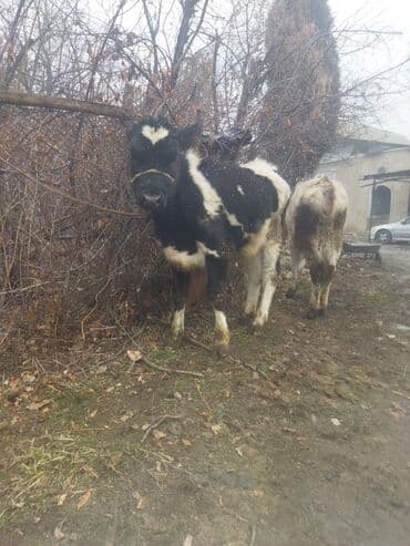 шивиц уйлар: Продаю | Тёлка | Полукровка | На откорм | Привязанные — 6