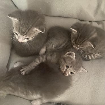 Скотиш Фолд (Шотландиялык шалпаң кулак), 1 айлык, Ургаачы, Боз — 2