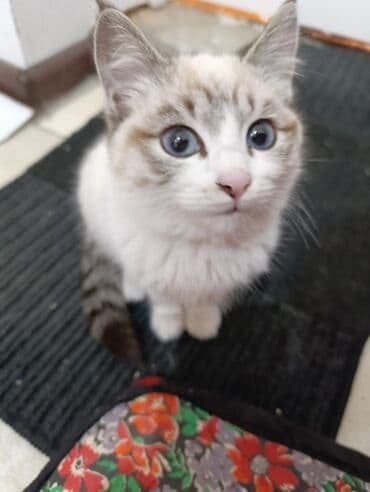 Грызуны: 🐾 Очаровательные котята ищут добрые руки! Наша кошка снова стала — 5