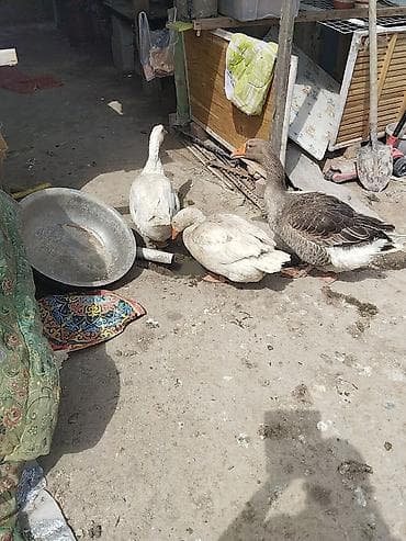 гусиный яйца: Молодняк гусей, порода крупная серая. Описание: - На фото гусята и — 2