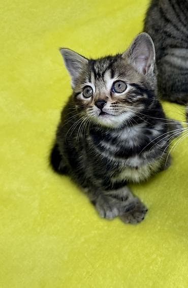 кошка в бишкеке: Котенок девочка 2 месяца (мама, шотландская вислоухая/скоттиш с — 3