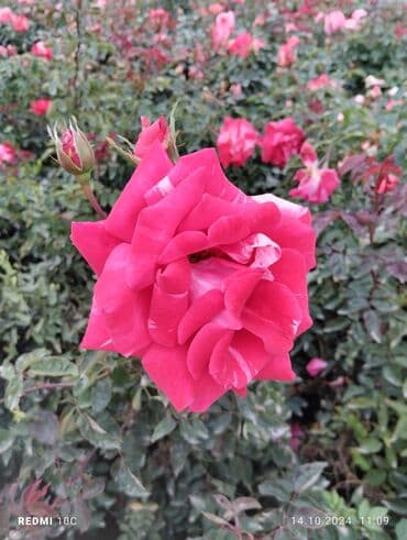 Садовые инструменты и инвентарь: Саженцы цветка: Розы — 12