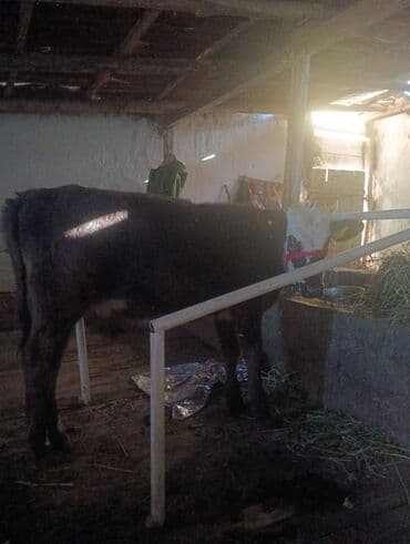 трекер для животных: Продаю | Тёлка | На откорм | Привязанные — 2