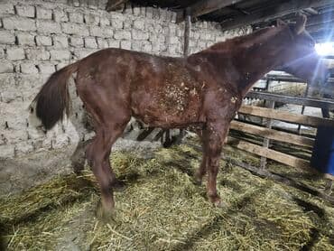 Собаки: Продаю | Жеребенок | Конный спорт — 2