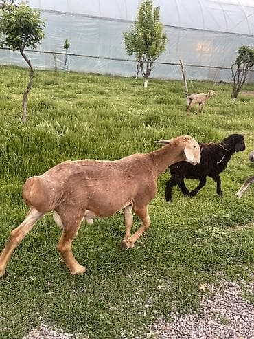 голуби птицы животный: Продаю | Баран (самец) | Арашан — 6