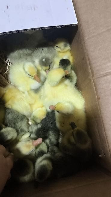 1жаш бука: Гусята суточные, недельные. Вывод каждую неделю. Отправка в регионы — 2