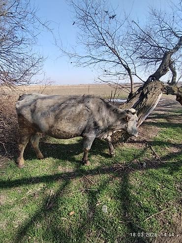 лош ат: Продаю | Корова (самка) | На откорм, Для разведения | Привязанные — 7