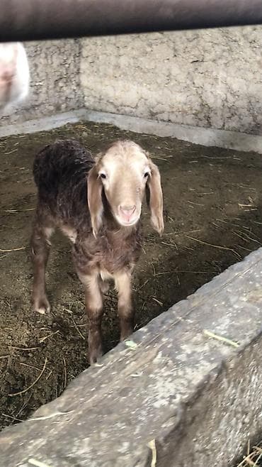 Продаю | Овца (самка) | Для разведения | Племенные — 4