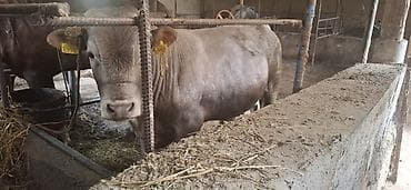 Животные: Продаю | Бык (самец) | На откорм — 2