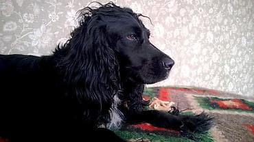 Животные: Спаниель, 5 лет, Самка, С прививкой — 4