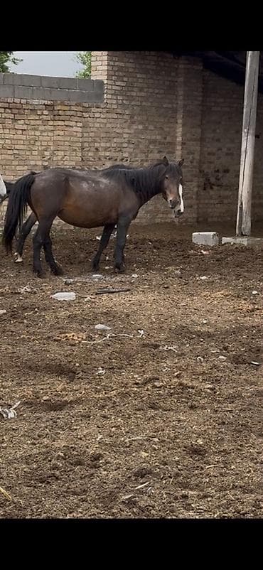 ящик пчела: Продаю | Кобыла (самка) | Для разведения | Племенные — 3