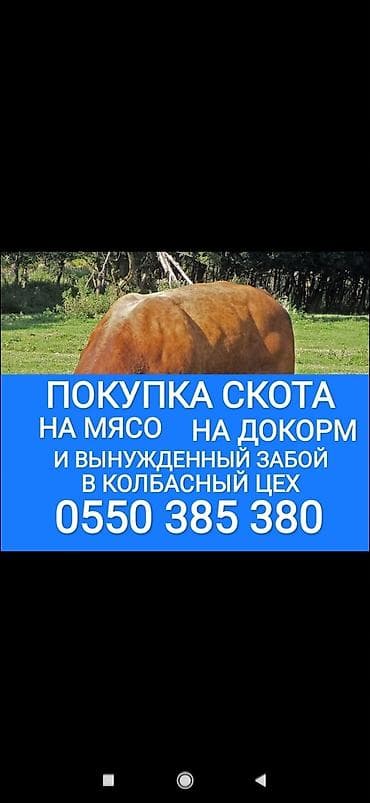 Жеке жак, Колбаса цехи : Уйлар, букалар, Жылкылар, аттар, Башка а/ч жаныбарлары, | Бардык шартта, Союлган, Борго байлап семиртилген