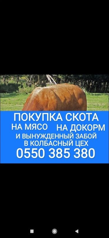 отходы для свиней: Куплю | Коровы, быки, Лошади, кони, Другие с/х животные | Любое состояние, Забитый, Откормленные — 1