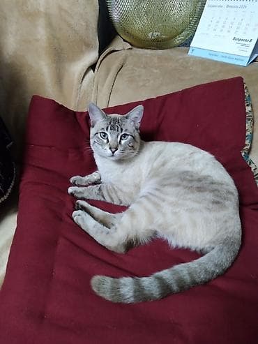 британская голубая кошка: Бенгальская, 10 месяцев, Мальчик, Приучена к лотку — 1