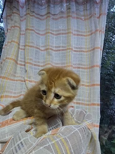 Шотландский вислоухий,мальчик,1,5 месяца кушает сам,к лотку приучен — 2