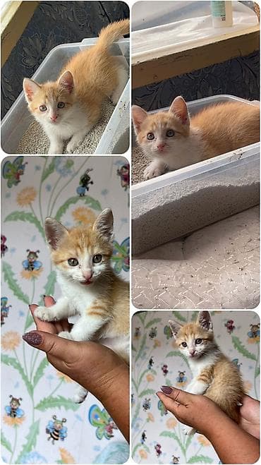 Кошки: 1 месяц, Мальчик, Рыжий — 1