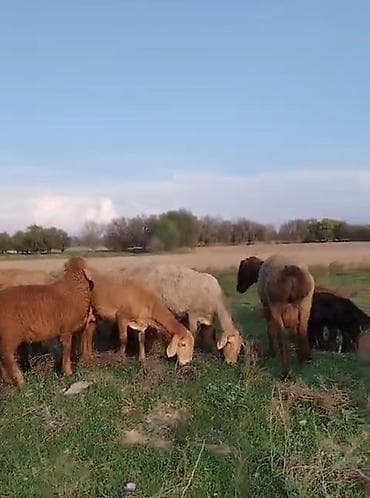 птица манаса: Продаю | Овца (самка) | Для разведения | Матка — 6