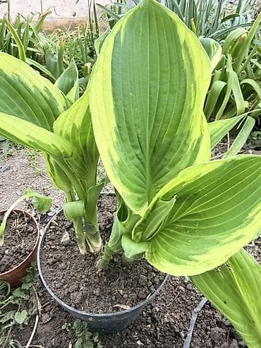 монстера цветок: Хоста крупнолистная в горшке - Разновидность с очень крупными — 3