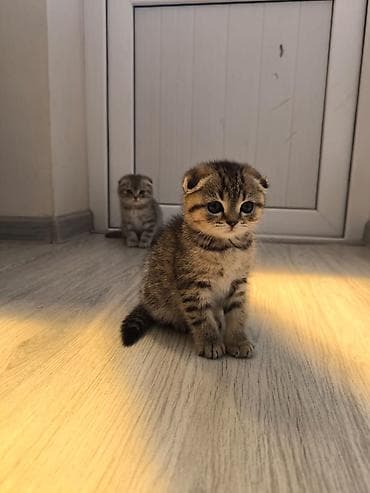 отдам даром породистых котят: Отдам добрым людям — 2