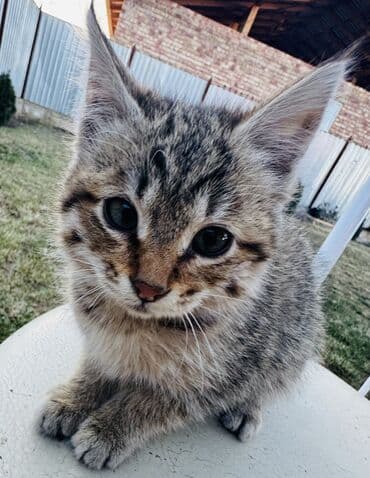 tuxedo порода кошек цена: Кошка даром: Беспородная, 2 месяца, Девочка — 3