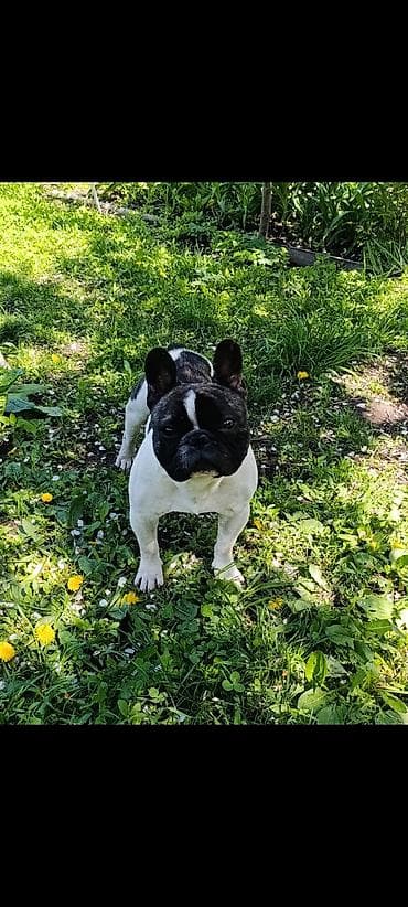 отдам хаски в добрые руки: Бульдог, 1 год, Самец — 1