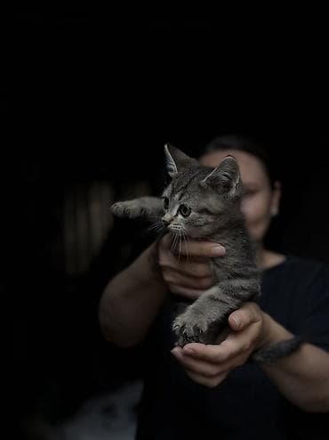 Бездомные котята 5шт ищут дом и любящих хозяев - Возраст: 1,5 месяца — 5