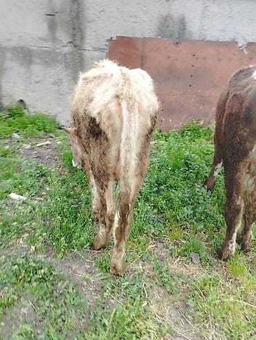 британская кошка бишкек: Продаю | Бык (самец) — 5