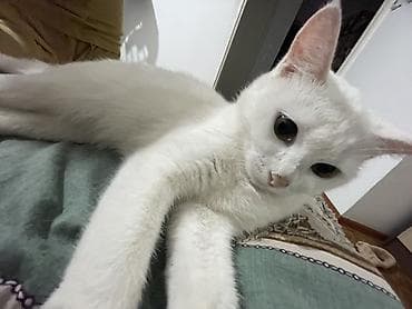 животные кошка: Белая короткошёрстная кошка - Окрас: сплошной белый, розовый нос и — 4