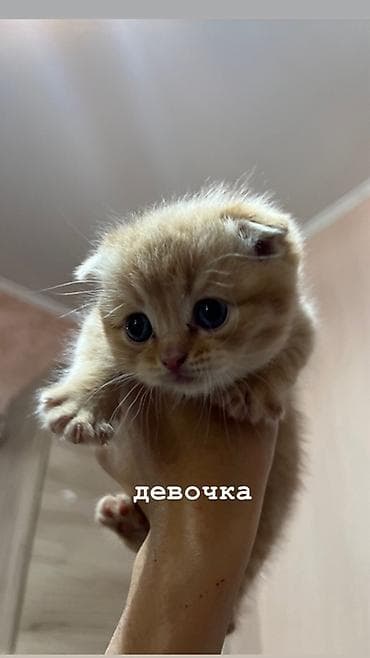 Продажа кошек: Шотландские вислоухие котята (Scottish Fold) дата рождения: 15.03.2026 — 10