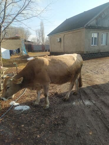 срочно продаю в связи с переездом: Продаю | Корова (самка) — 3