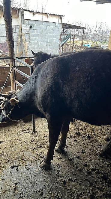 продаю корова: Продаю | Корова (самка) — 5