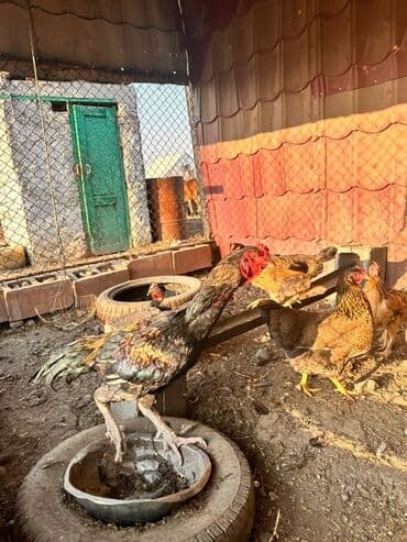 Рыбы: Продаю | Петух | Бойцовая | Для разведения — 1