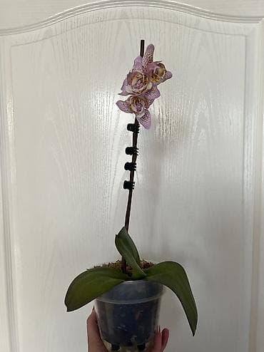 Диффенбахии: Орхидея фаленопсис трилипс Sogo Diamond - Сорт/тип: фаленопсис — 7