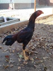 номер приюта для животных бишкек: Продаю | Куры — 1