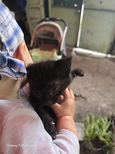 Котята, домашние, короткошёрстные. Окрас: один полностью чёрный