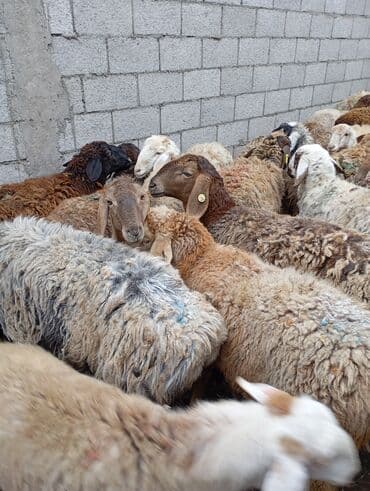 вислоухие кошки бишкек: Продаю | Овца (самка) | На забой | Матка — 5
