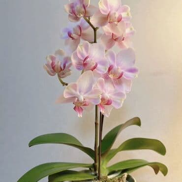 инструмент для огорода: Орхидеи фаленопсис — коллекционные сорта с эффектной окраской цветов — 20